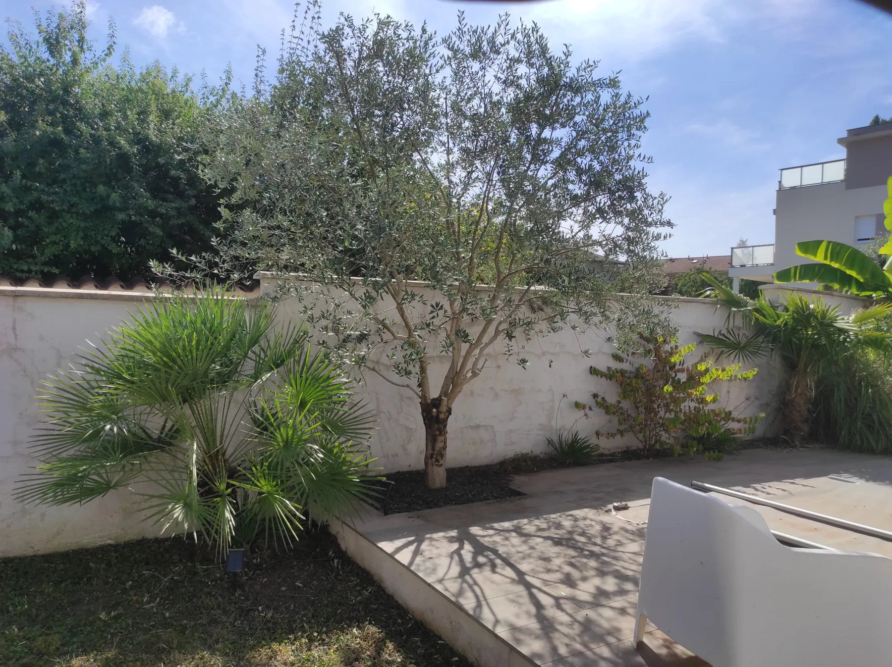 Cour close avec muret, palmier nain, arbre et sol dallé clair
