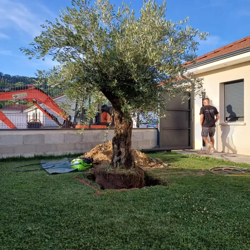 Plantation d'un olivier de grande taille, motte mise en place dans la fosse
