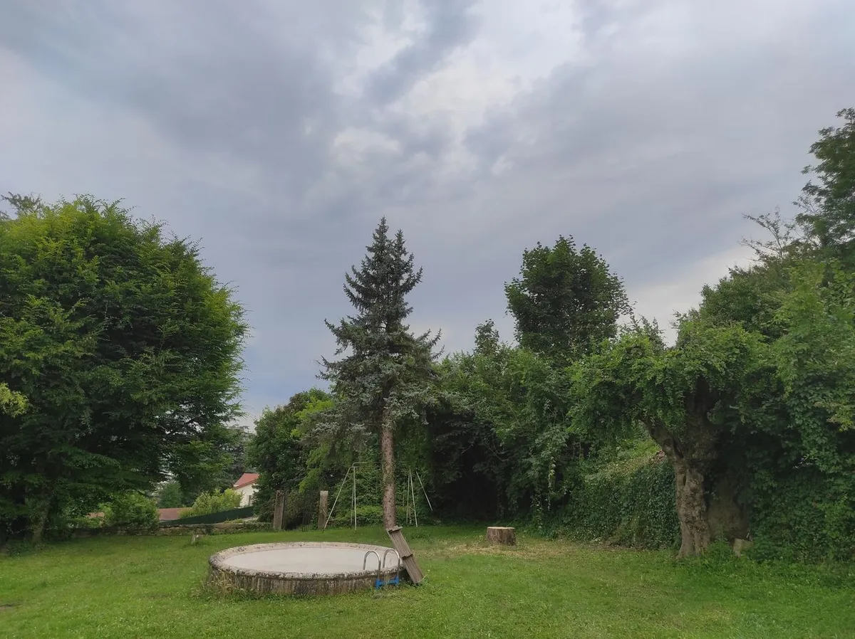 Alignement d'arbres têtards taillés et large souche coupée sur une pelouse