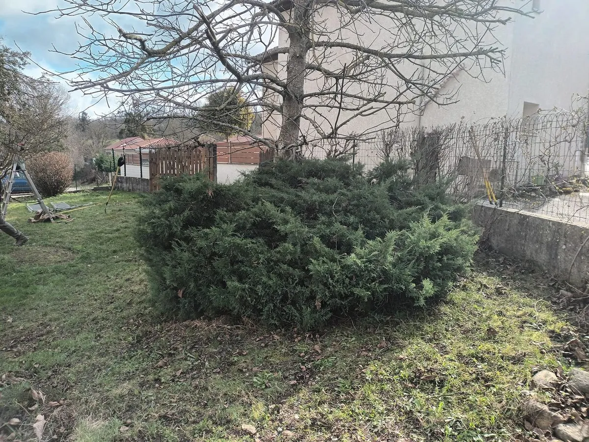 Conifère abattu et couché au sol dans un jardin