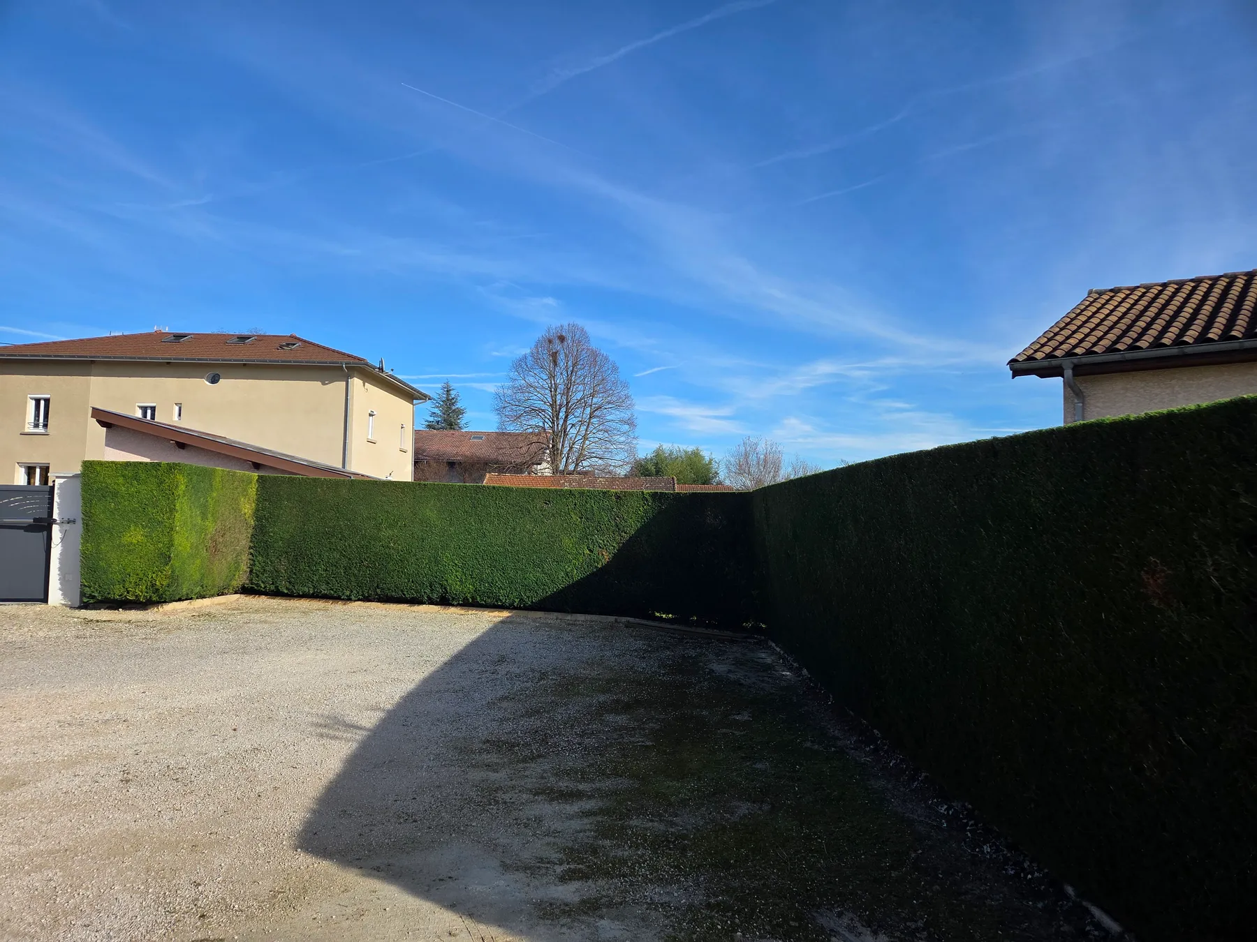 Haie de thuyas taillée en angle droit le long d’une cour en grave, maisons voisines à l’arrière-plan