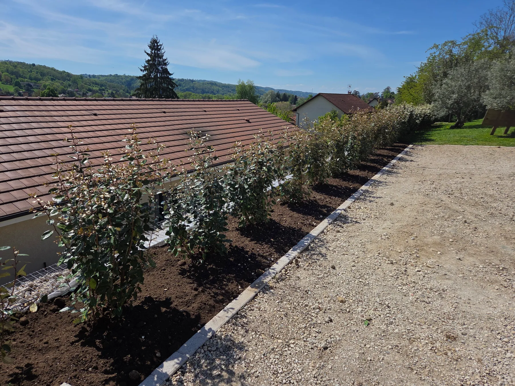 Jeune haie plantée en terre fraîche le long d’un bâtiment, bordure béton et cour en grave, vue sur les collines